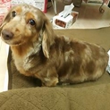 まだまだ元気なチョコちゃんです。