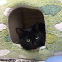 甘えん坊で最高の黒猫  ☆里親様決定しました☆