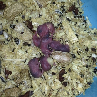 バレンタインに生まれたハムスターの里親を募集します