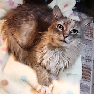 メインクーン　らしい　美人猫フクちゃん