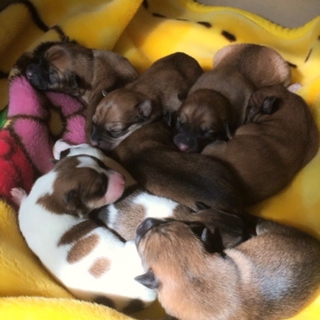 子犬の里親募集中です