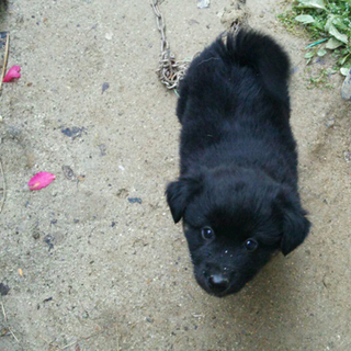 中型犬の子犬☆男の子