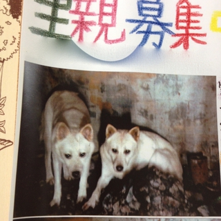 早く新しい飼い主さんと最後まで暮らした〜い！