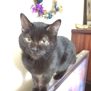 野良 黒猫の里親募集します