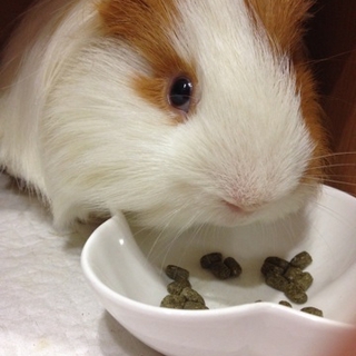 シェルティモルモットの里親募集♪