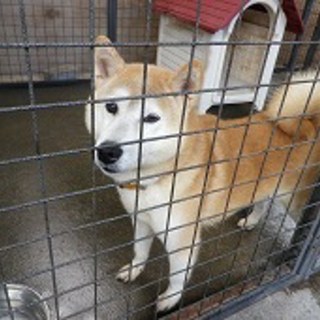 柴犬　うめちゃんNO・5029