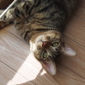甘えん坊のきじ猫の男の子