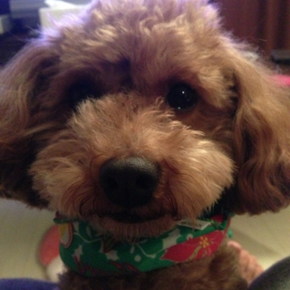 ★トイプードル去勢済♂7歳★