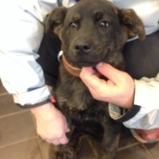 捨て犬
