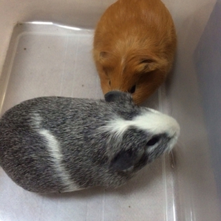 モルモット メス2匹