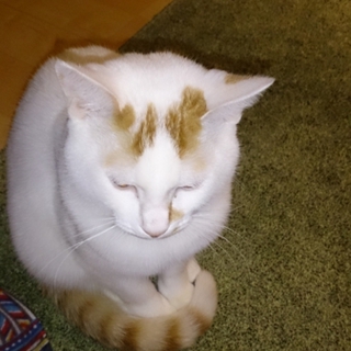 捨て猫を保護しました