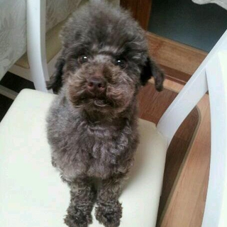 優しい里親さん決まりました。