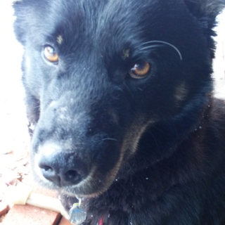 無駄ぼえゼロ！ 非常に静かな犬です