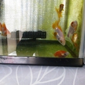 金魚里親募集です