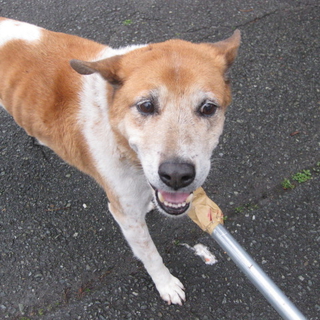 茶白の人なれした男の子です！！（代理引出検討）