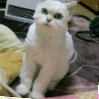 チンチラ8才の甘えん坊