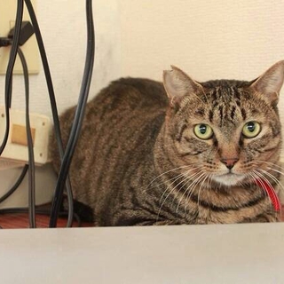 ちょっぴりメタボだけど心優しい男の子。