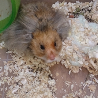 長毛ゴルハムの里親募集