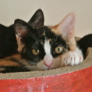人なれ完璧！三毛猫ひなちゃん」東京都 - 猫の里親募集(29546) 1枚目の