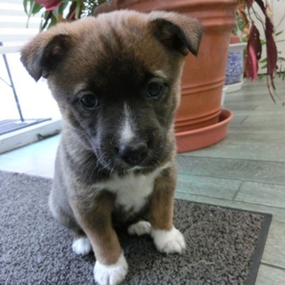 こげ茶白ソックス子犬「メイちゃん（仮名）」