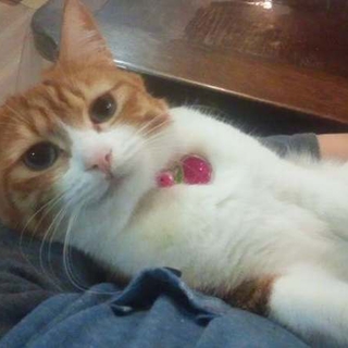 子猫みたいなみなみちゃん