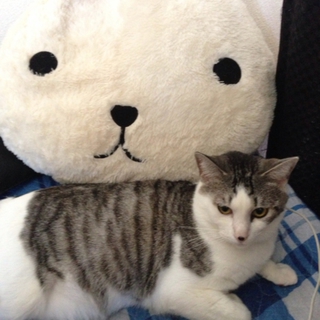 雄猫 兄弟猫 里親募集中！