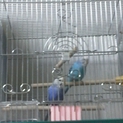 セキセイインコ終了しました