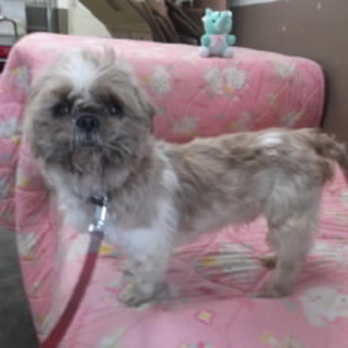 【里親決定】人懐こく大人しいシーズー