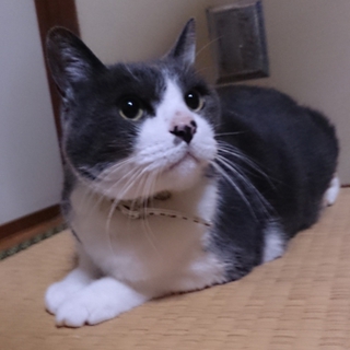 里親探してます