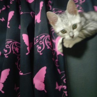 愛嬌のある猫ちゃんです。お願いします