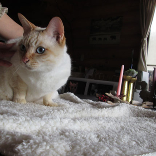 飼い主が亡くなり捨てられてしまった猫ちゃん