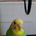 セキセイインコの飼い主さん募集中