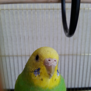 セキセイインコの飼い主さん募集中