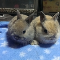 片目の赤ちゃんうさぎです