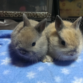 片目の赤ちゃんうさぎです