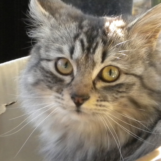 ヒマラヤン系の子猫です