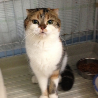 ひかえめなスコｘみけの女の子