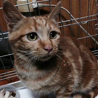 2/23（日）猫の譲渡会　メス　推定5ヶ月　