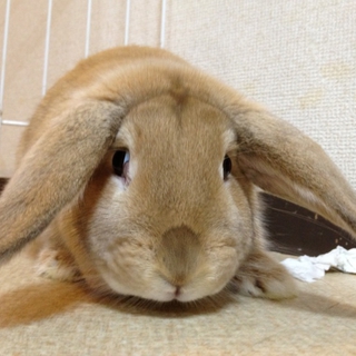 終生飼育をお願いします！