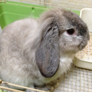 終生飼育をお願いします！