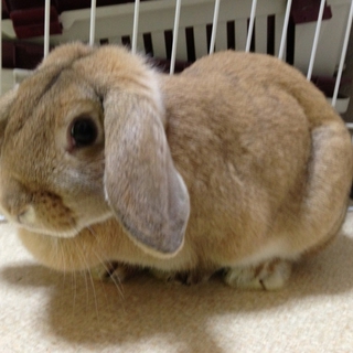 終生飼育をお願いします！