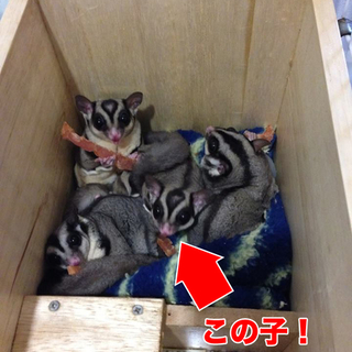 メスをお持ちでオスを探している方へ