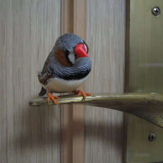 ★いいご縁に恵まれました★手乗りキンカチョウ