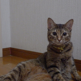 元気で懐こいキジトラの兄妹