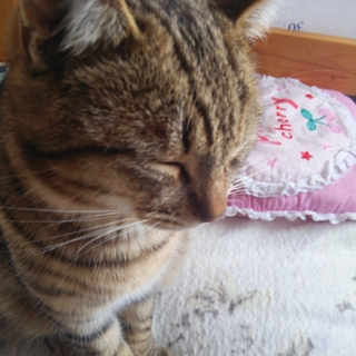 里親募集しております。