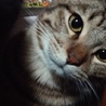 里親募集しております。 サムネイル2