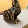 人慣れアメショ柄 サムネイル4