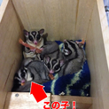 オスをお持ちでメスを探している方へ