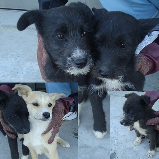 期限切迫！！1.5～2ヶ月の仔犬たち