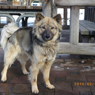 ポッチくんの里親が決まりました！